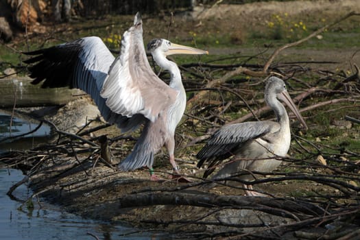 Lesser pelicans