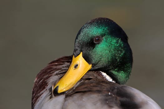 Mallard drake