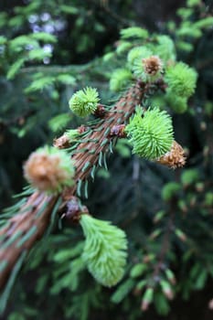 May shoot of a spruce