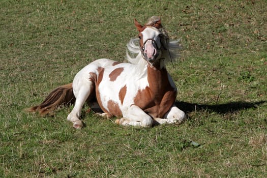 Brown and white pinto
