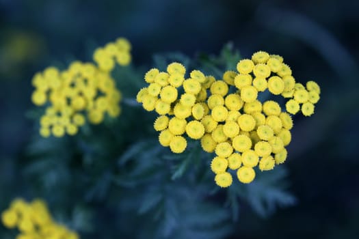 Tansy