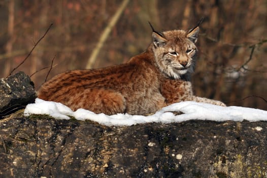 Lynx