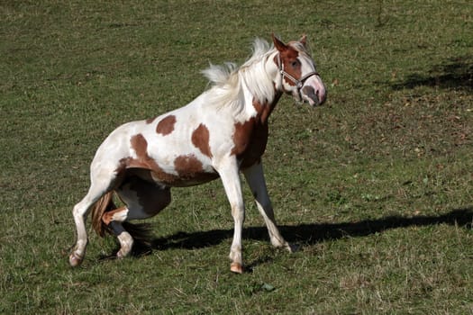 Brown and white pinto