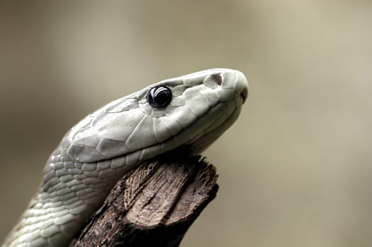 Black Mamba - Dendroaspis polylepis