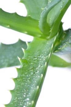 Aloe fresh leaf. Isolated over white background
