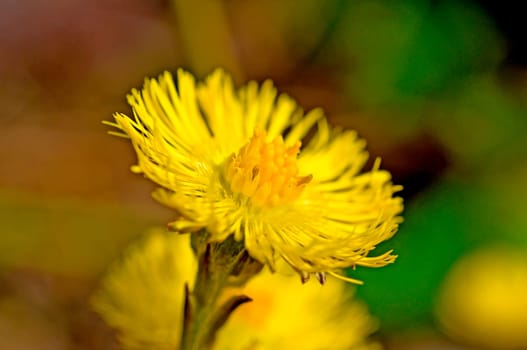 Coltsfoot,Tussilago farfara