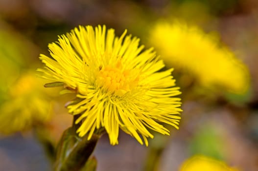 Coltsfoot,Tussilago farfara