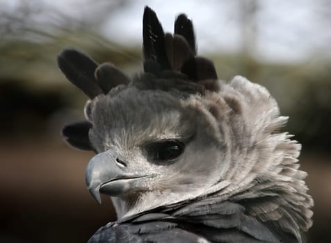 Harpy Portrait