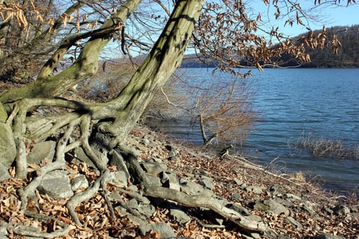 Bizarre roots on the shores of Lake Edersee