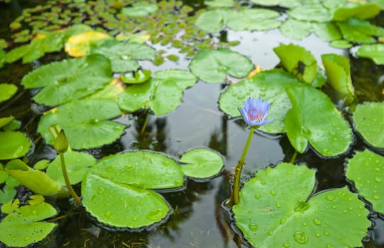 water lily in garden pond with narrow dof