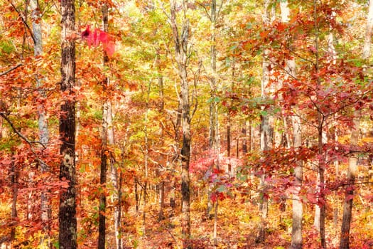 colors of autumn or fall in the forest