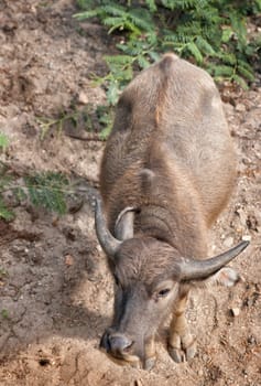 water buffalo looks up at the camera