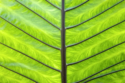 the underside of a green palm leaf