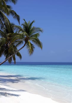 Dream beach in the Maldives