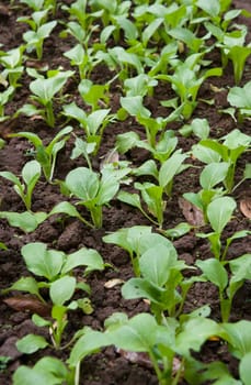 organic vegetables growing in this permaculture garden