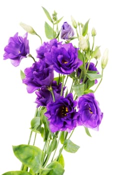Advantage purple flower eustoma (lisianthus),  Gentianaceae,  isolated on white