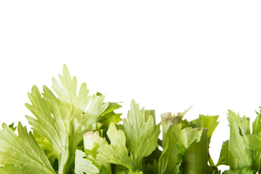 Fresh celery close up