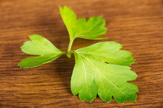 Green parsley on table