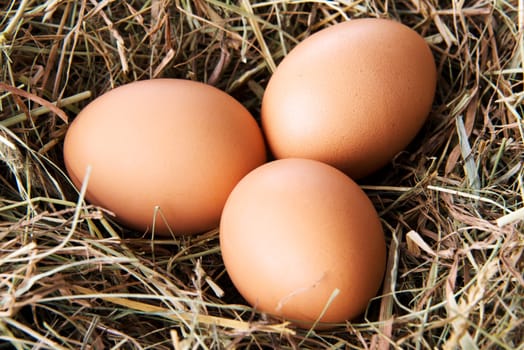 Eggs on hay