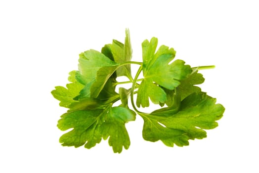Parsley isolated on white