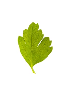 Parsley isolated on white