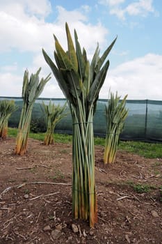 a cultivation of strelitzia