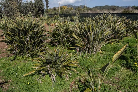 a cultivation of strelitzia plants