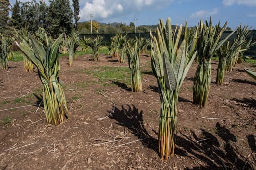 a cultivation of strelitzia