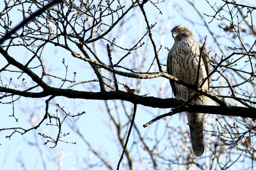 Common Buzzard Buteo buteo wildlife