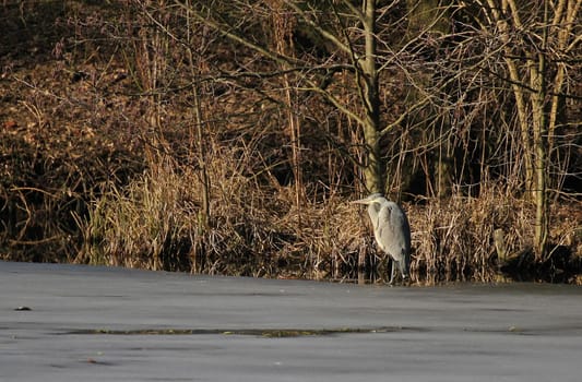 Grey heron on icy lake
