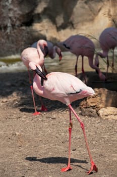 Group of pink flamingos in the water, outdoor