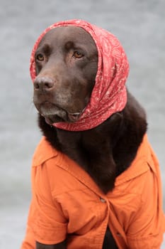 Labrador with headscarf and smock