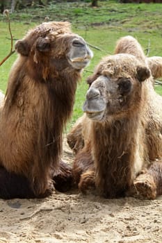 Two Bactrian animals