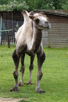 Bactrian camel