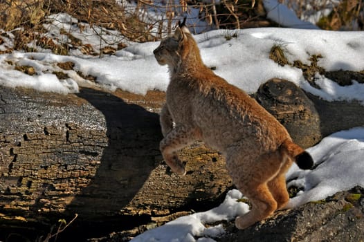 Lynx