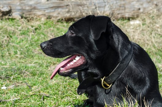 closeup of black labrador with mouth open
