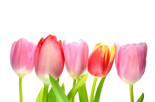 tulips isolated on white background