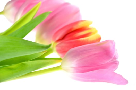 tulips isolated on white background