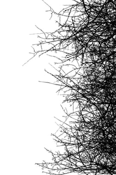 Dry bush silhouettes over white background