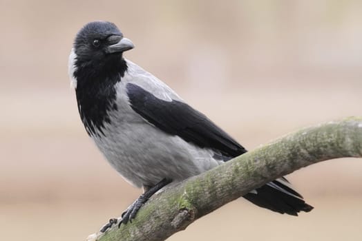 Hooded Crow (Corvus corone cornix)