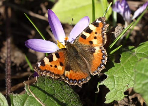 Small tortoiseshell