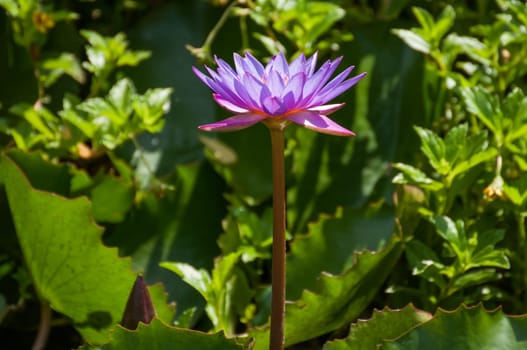 Blue water lily with green leaves background