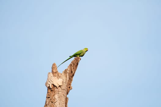 Green parrot over sky background in Sri Lanka