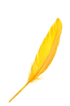 Orange wing feather isolated on white background