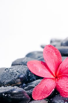 Red Plumeria flower on black zen stones with water drops
