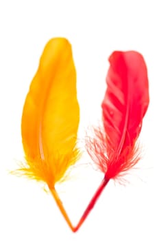 Orange and red feather close up over white background
