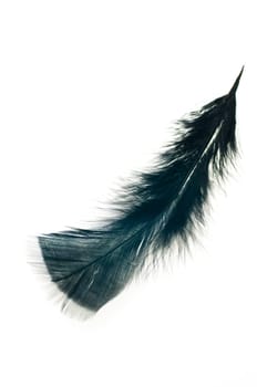 Black wing feather isolated on white background