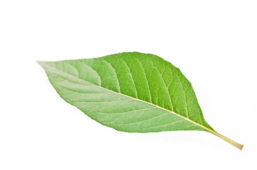 A single green leaf close up isolated over white background