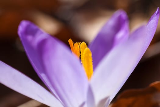 Crocuses - Crocus - Stamens - in a macro shot