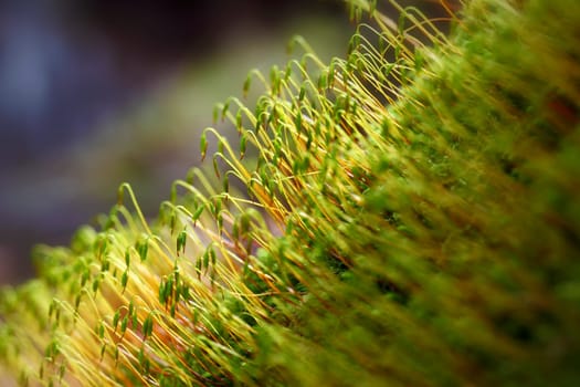 Cypress sleeping moss in a macro shot